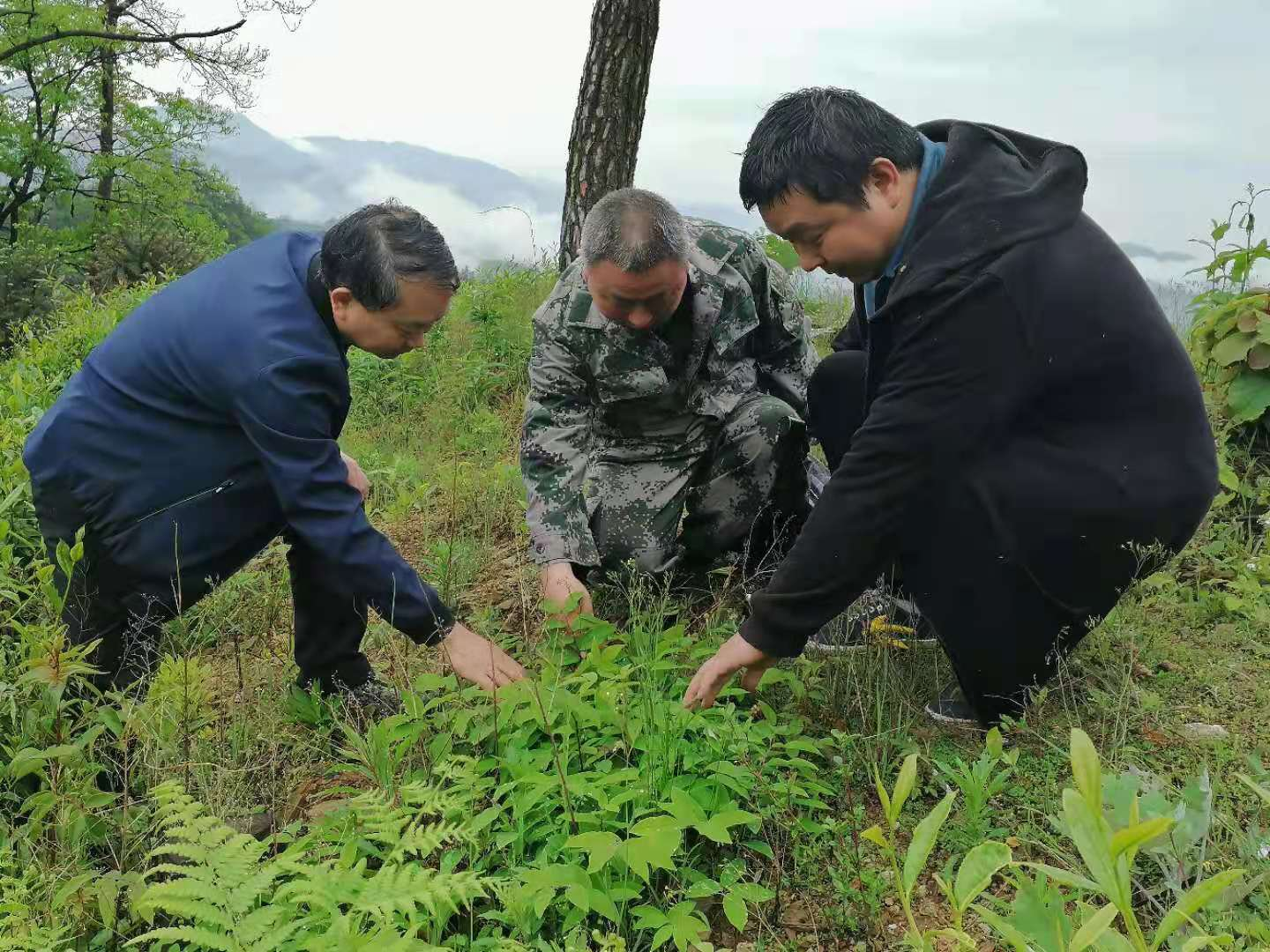 中草藥種植及注意事項(xiàng)