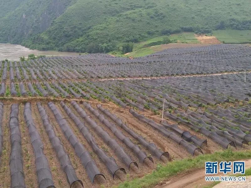 中草藥種植新技術(shù)和新模式